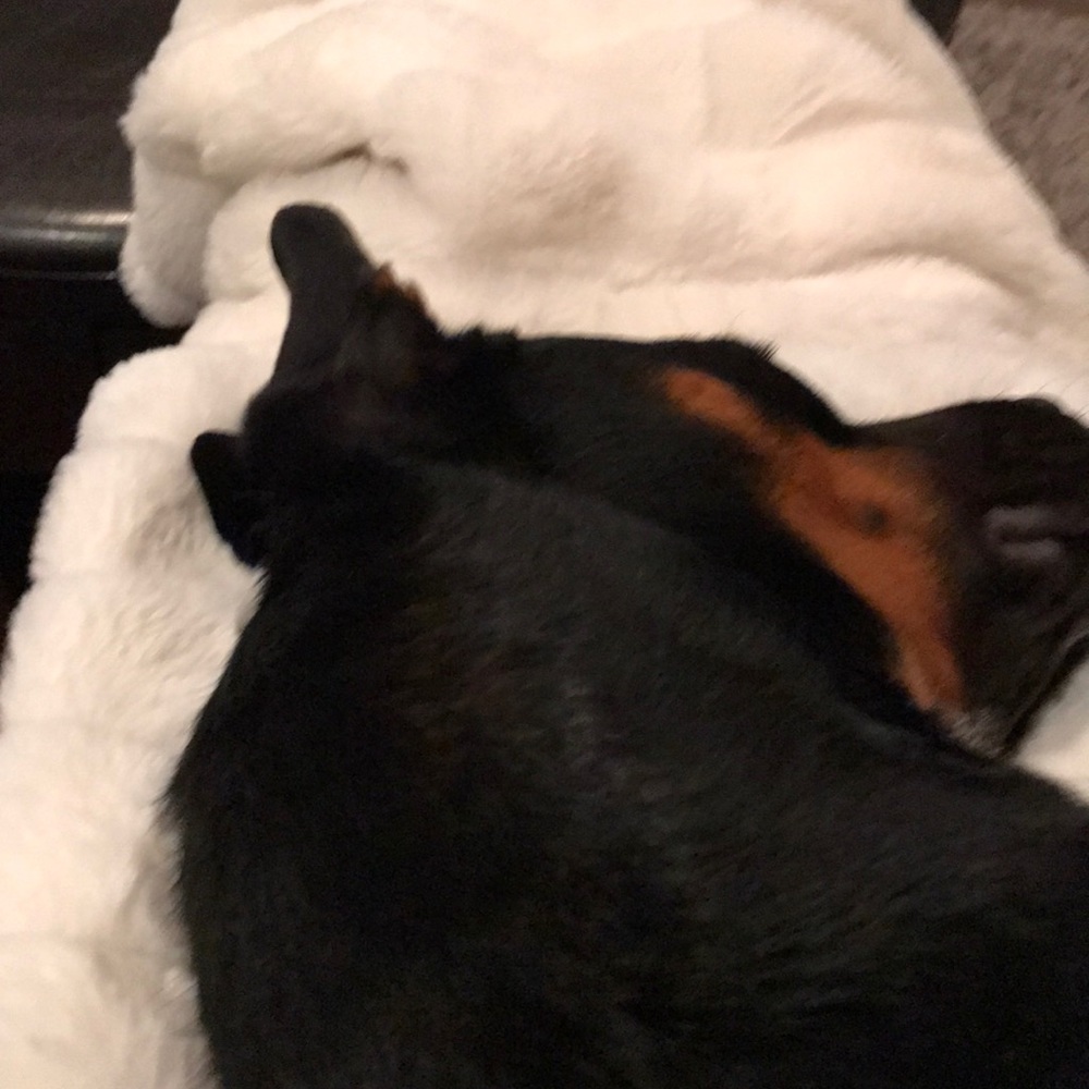 Meet your Posher, Holly